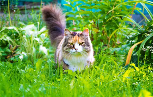 Picture greens, cat, summer, grass, cat, look, leaves, plants, garden, tail, walk, bright, the expression, mordaha, …