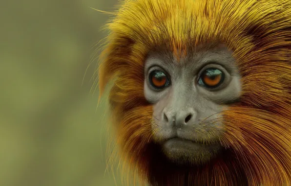 Picture rendering, monkey, Monkey, Golden lion Tamarin, Evandro Moraes