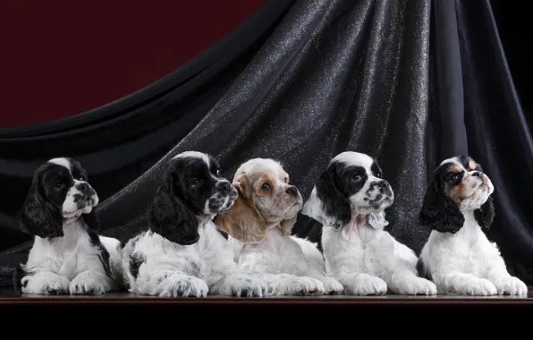 Picture puppies, five, Spaniel, quintet