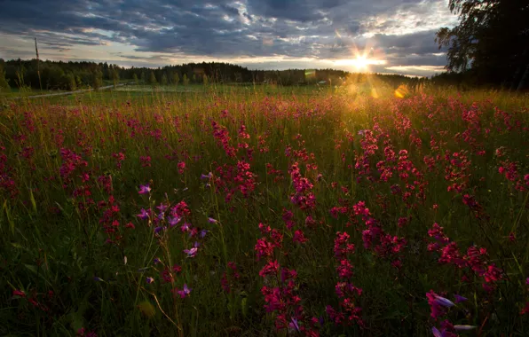 Picture field, forest, the sky, grass, the sun, clouds, rays, trees, flowers, dawn, Finland