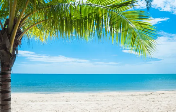 Picture sand, sea, wave, beach, summer, the sun, palm trees, summer, beach, sea, sand, paradise, palms, …