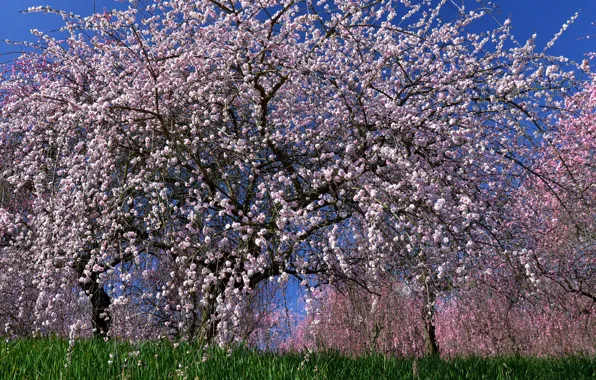 Picture tree, Sakura, flowering