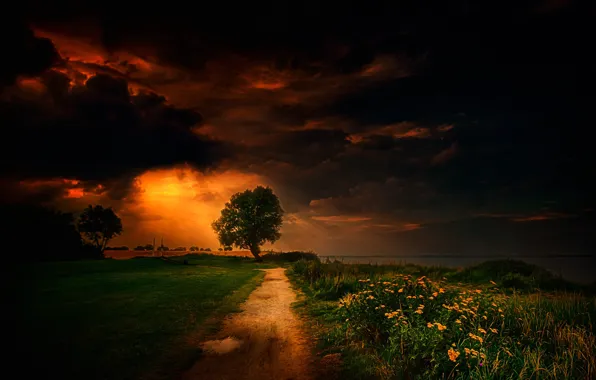 Picture road, field, grass, flowers, clouds, tree, meadow