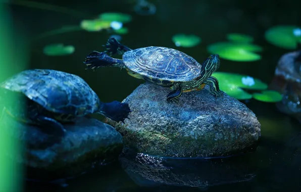 Picture animals, leaves, water, nature, pose, lake, pond, the dark background, stones, turtle, legs, charging, pond, …