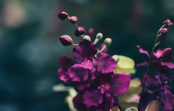 Picture flower, purple, macro, petals