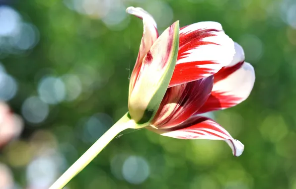 Picture nature, Tulip, petals