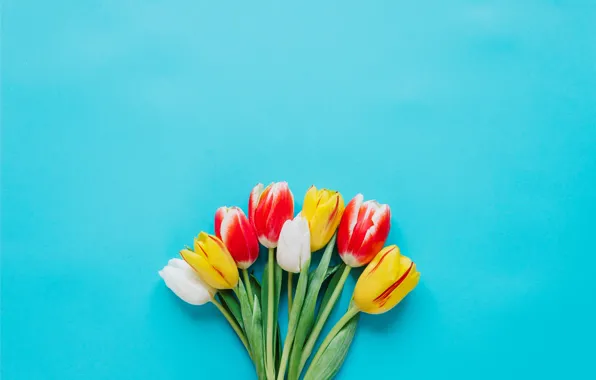 Picture flowers, colorful, tulips, fresh, flowers, tulips, spring