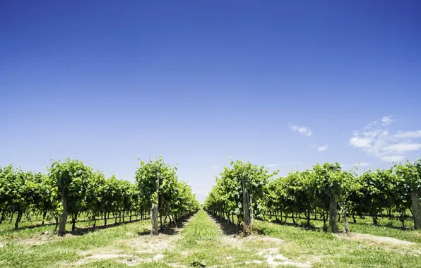 Picture nature, vineyard, the bushes, blue sky