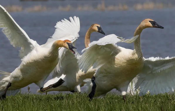 Picture birds, wings, beak, swans, neck, common Swan-trumpeter
