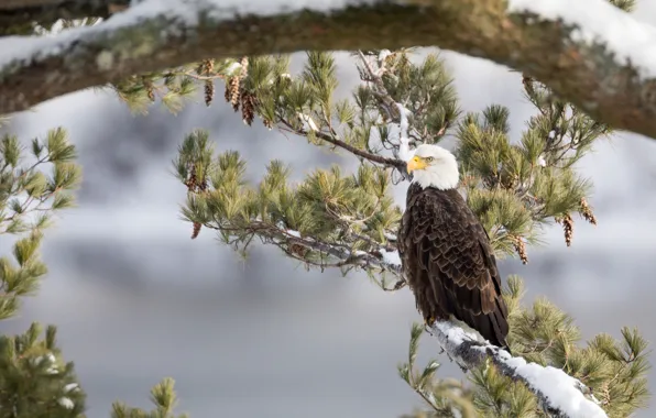 Picture branches, tree, bird, pine, Bald eagle