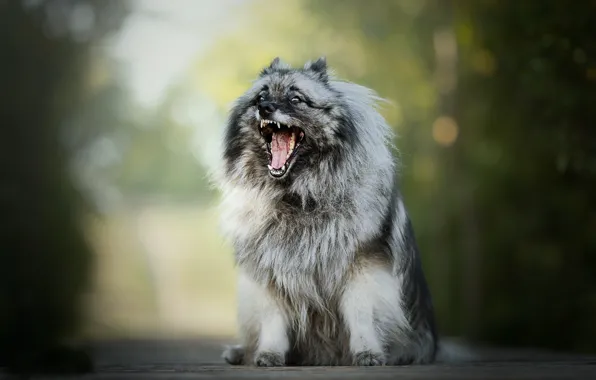 Picture dog, mouth, bokeh, fluffy, The Keeshond, Wolfspitz