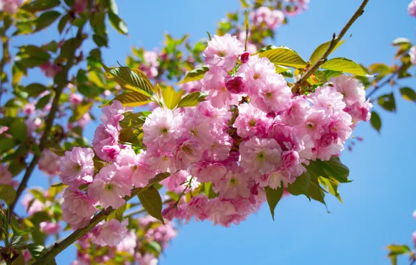 Picture flowers, spring, Sakura