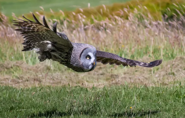 Picture flight, owl, bird, wings, hunting, great grey owl