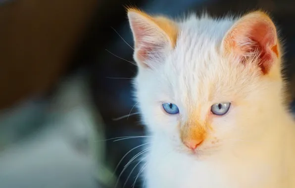 Picture cat, look, muzzle, blue eyes, cat