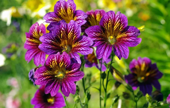 Picture summer, flowers, nature, beauty, exotic, cottage, flora, July, the color purple, salpiglossis, annuals
