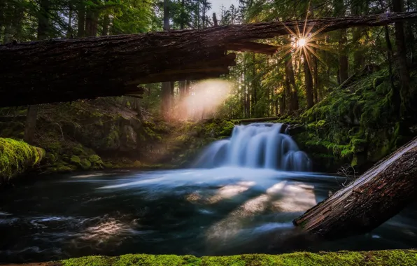 Picture forest, river, waterfall, Oregon, Oregon, logs, Whitehorse Falls, Waterfall Whitehorse, river Umpqua, Umpqua River