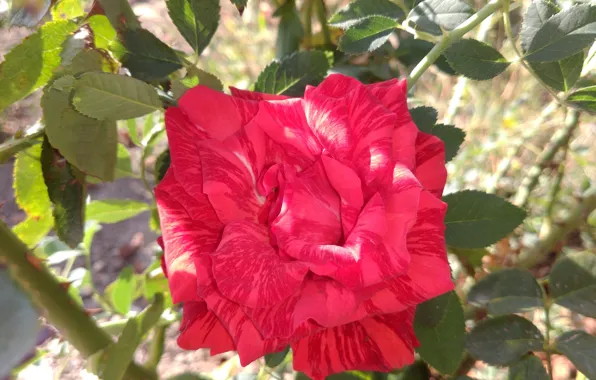 Picture rose, red, pockmarked, mamala ©