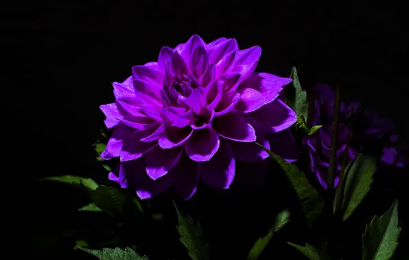 Picture purple, petals, Dahlia