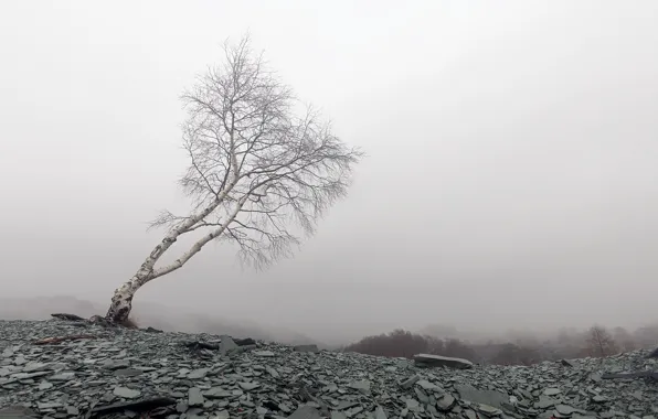 Picture fog, mountain, birch