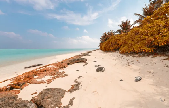 Picture sand, sea, beach, the sky, clouds, trees, tropics, stones, palm trees, coast, horizon, The Maldives, …