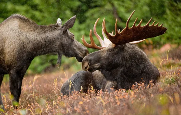 Picture grass, mountain, family, Alaska, USA, moose