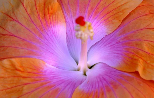 Picture flower, nature, petals, hibiscus