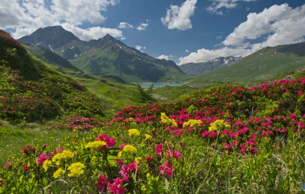Picture mountains, lake, France, Alps, France, plateau, Alps, rhododendrons, Savoie, Savoie, Haute-Maurienne, Mont Cenis