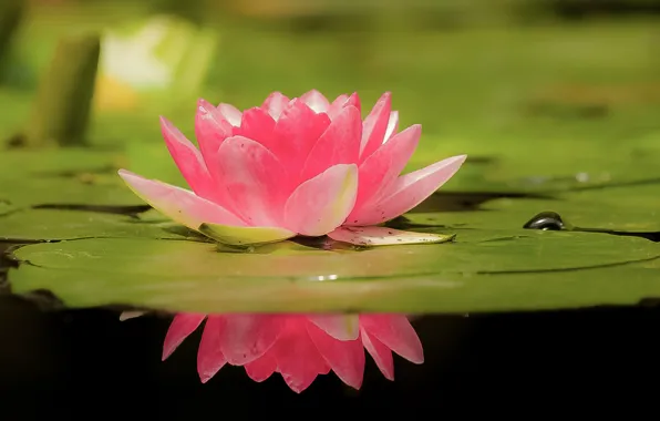Picture leaf, petals, beautiful, bokeh, water Lily
