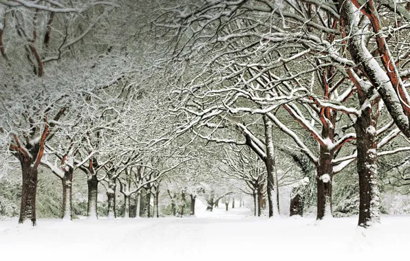 Picture winter, snow, trees, England, Southampton