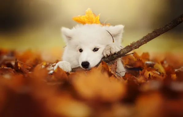 Picture autumn, look, leaves, dog, branch, puppy, face, bokeh, Samoyed