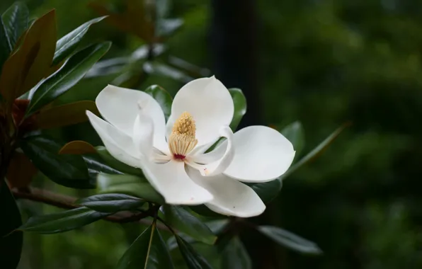 Picture white, petals, Magnolia