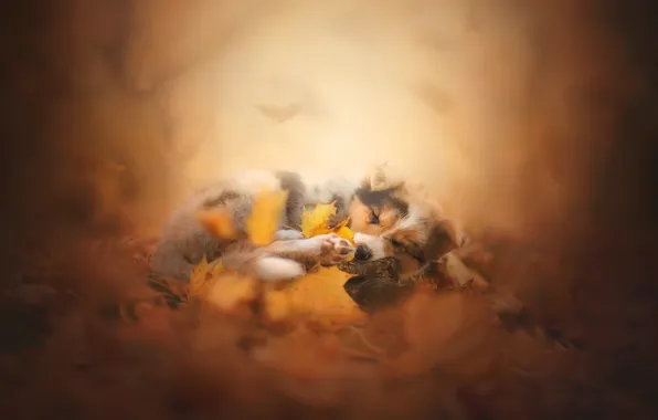 Picture autumn, leaves, sleep, dog, bokeh, doggie, Australian shepherd, Aussie, sleeping puppy