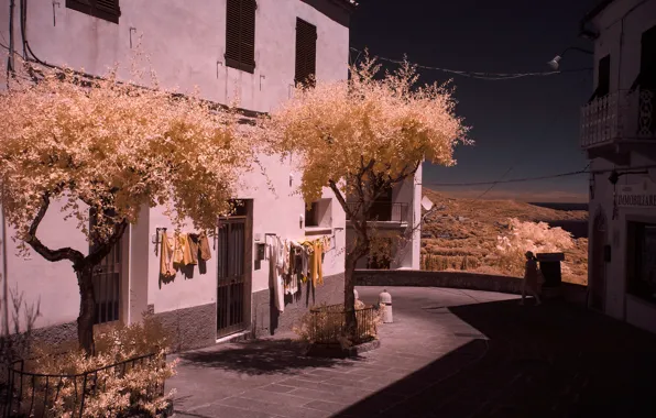 Picture trees, house, street, Italy, Tuscany, Livorno, the island of Elba, infrared the, Capoliveri