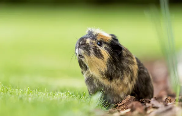 Picture bokeh, rodent, Guinea pig