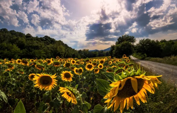 Picture road, summer, sunflowers