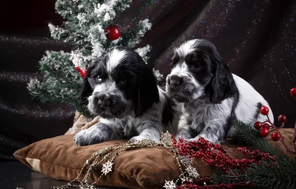 Picture tree, puppies, spot, pair, Spaniel