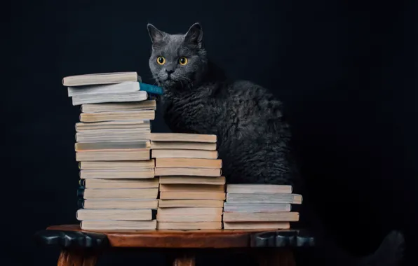 Picture cat, background, books