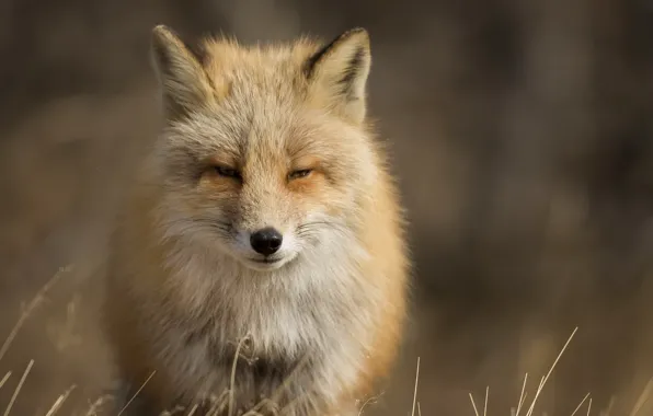 Picture nature, background, Fox