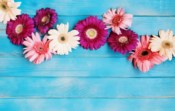 Picture flowers, gerbera, blue background