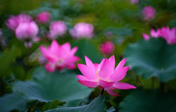 Picture greens, flower, leaves, flowers, nature, background, blur, petals, Lotus, pink, Lotus, pond