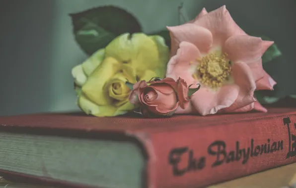 Picture flowers, style, roses, book