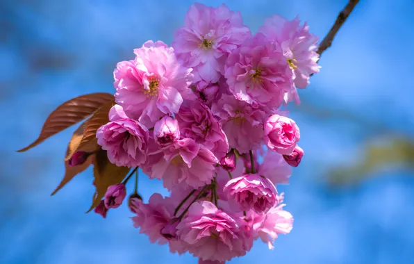 Picture the sky, light, flowers, cherry, sprig, beauty, branch, spring, petals, Sakura, pink, flowering, flowers, blue …