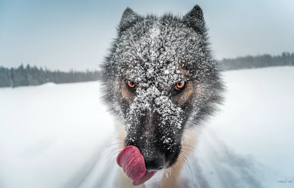 Picture snow, dog, Greenland dog
