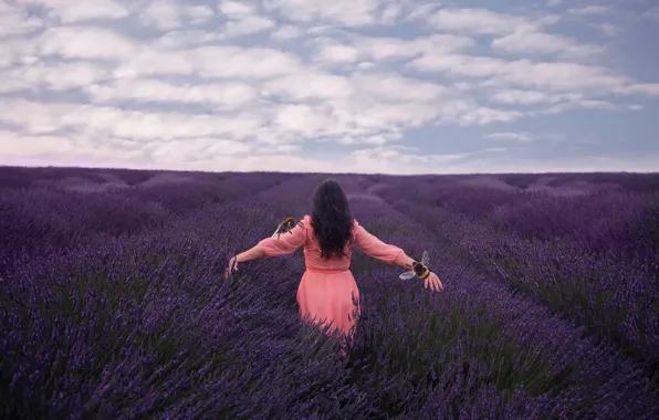 Picture field, girl, lavender, bees, Lichon