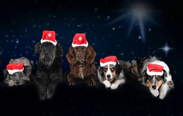 Picture dogs, New year, Christmas, winter, cap, 2018, Spaniel