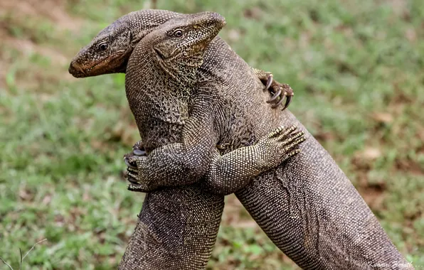 Picture hugs, a couple, lizards, hugs, lizards