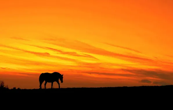 Picture sunset, horse, silhouette