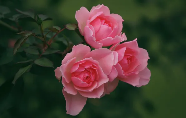 Picture roses, pink, trio