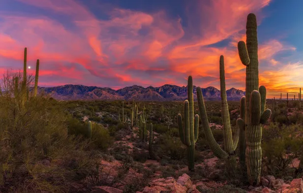 Picture the sky, mountains, the moon, desert, the evening, cacti