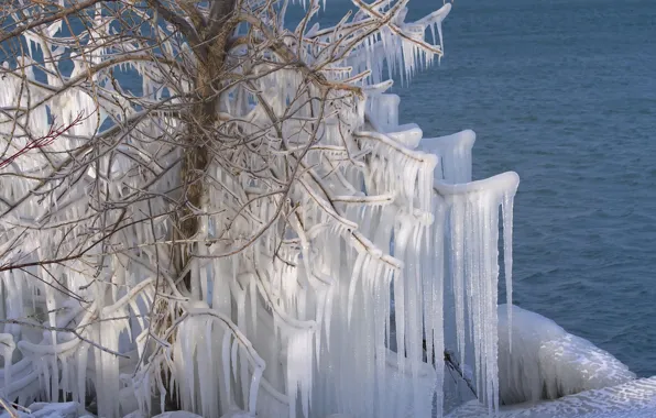 Picture water, tree, ice, icicles, Canada, Canada, Lake Ontario, lake Ontario